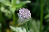 Смотреть изображение Allium decipiens
