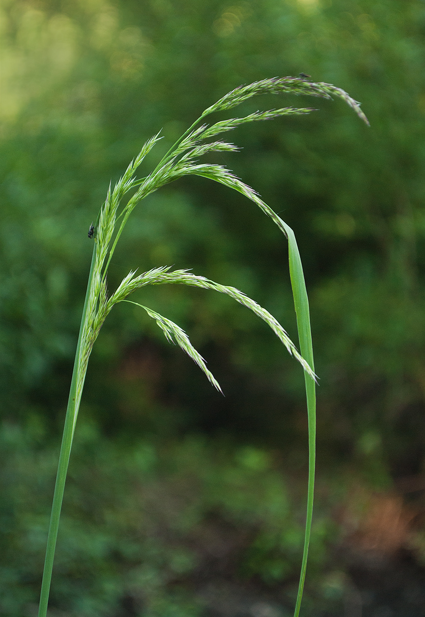 Изображение особи Calamagrostis phragmitoides.