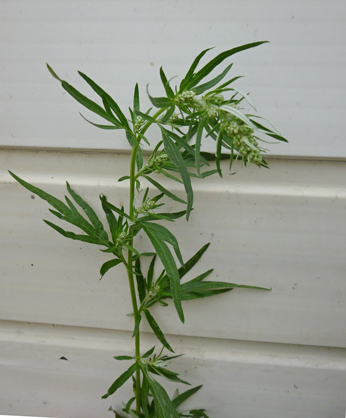 Image of Artemisia vulgaris specimen.