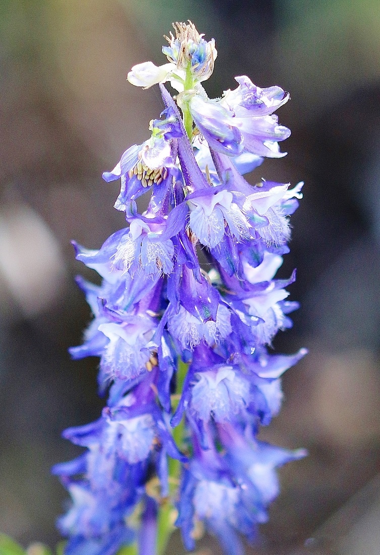 Image of Delphinium freynii specimen.