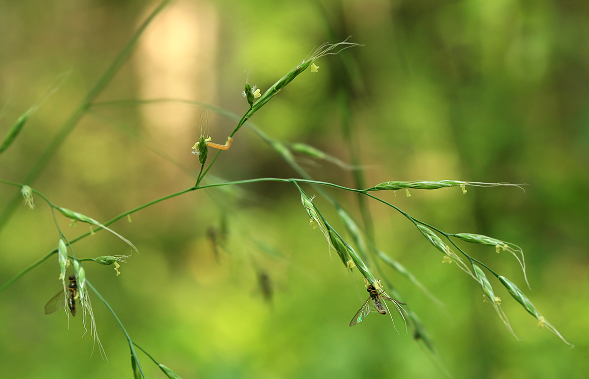 Image of Festuca gigantea specimen.