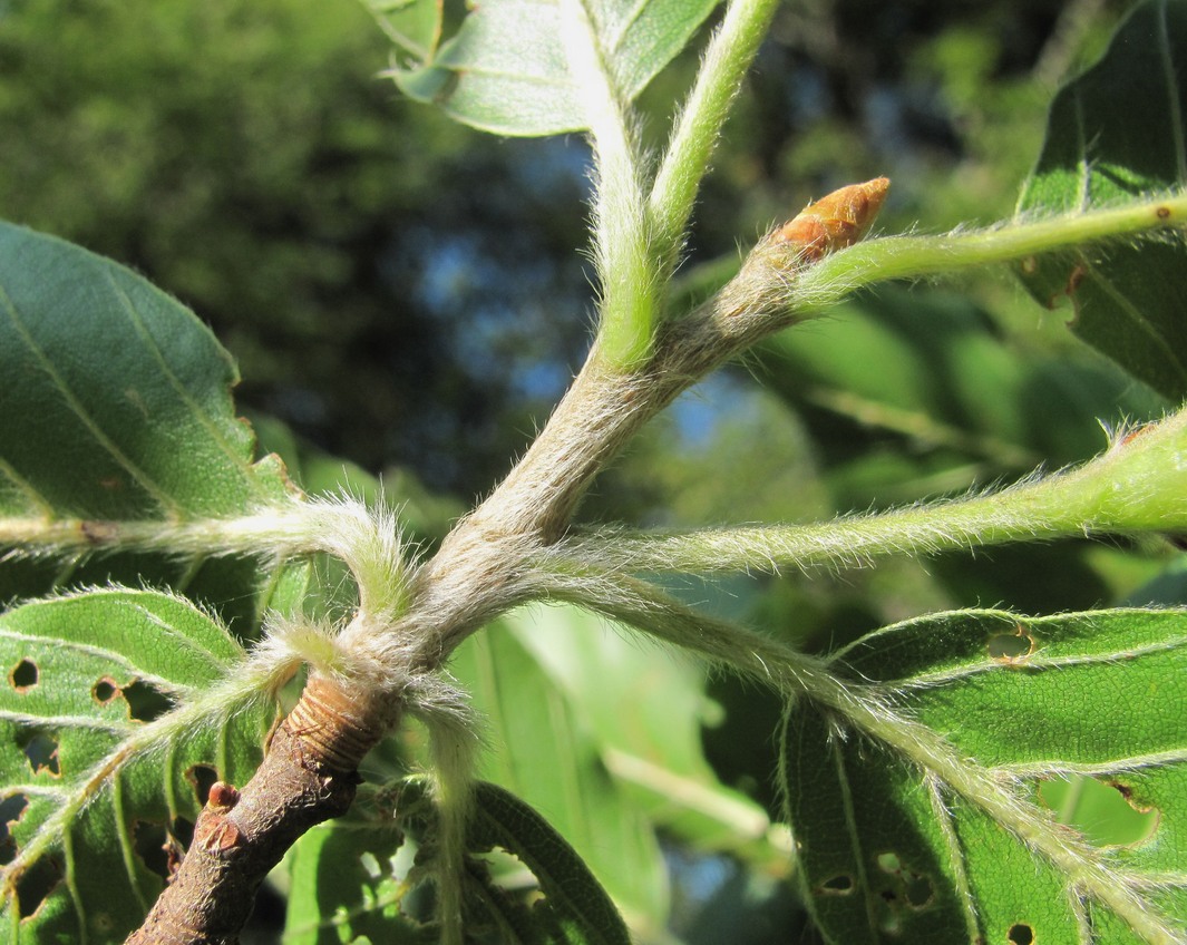 Image of Fagus orientalis specimen.