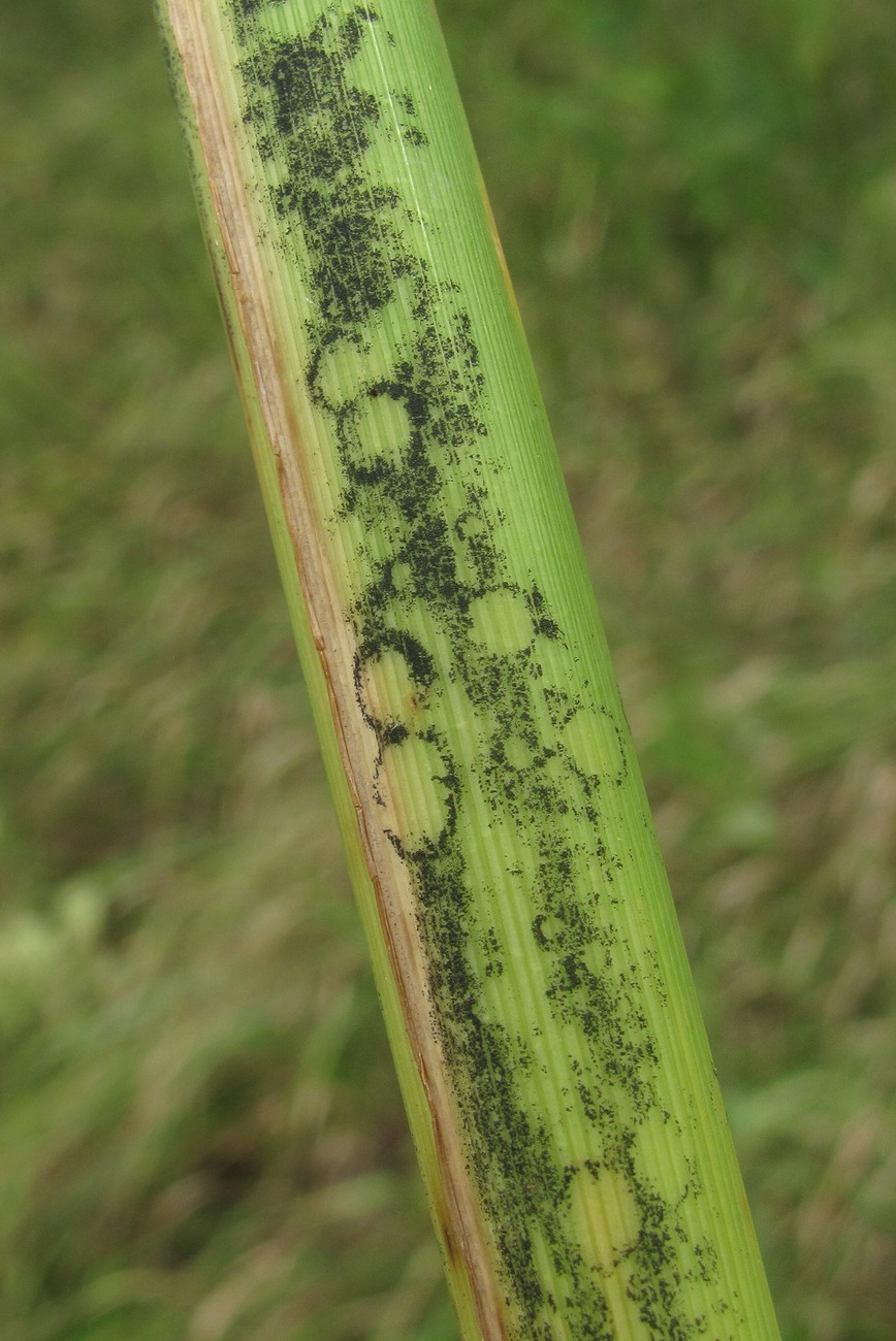 Изображение особи Phragmites australis.