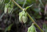 Campanula alliariifolia. Завязавшиеся плоды. Республика Адыгея, Майкопский р-н, ок. 1 км севернее пос. Хамышки, южный склон горы Монах, выс. ок. 1000 м н.у.м., у обрыва. 21.08.2016.