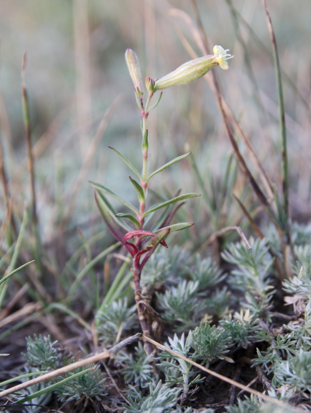 Изображение особи Silene amoena.