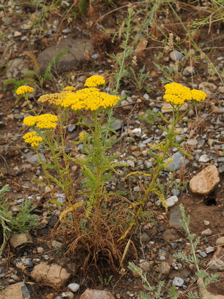 Image of Achillea arabica specimen.