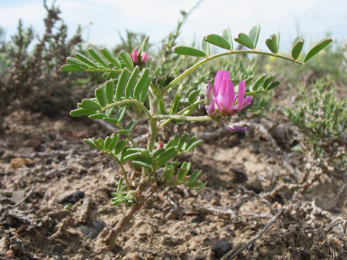 Изображение особи Astragalus psiloglottis.