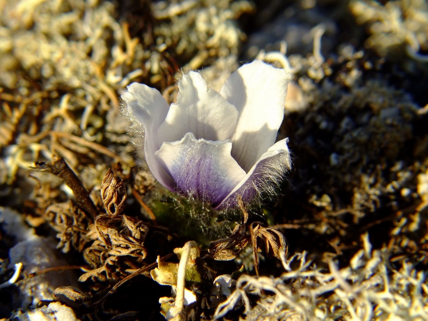 Image of Pulsatilla magadanensis specimen.