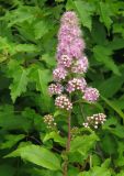 Spiraea salicifolia