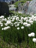 Eriophorum scheuchzeri. Плодоносящие растения. Республика Алтай, Усть-Коксинский р-н, природный парк \"Белуха\", Долина Семи Озер, берег высокогорного озера, выс. 2600 м н.у.м. 07.08.2016.