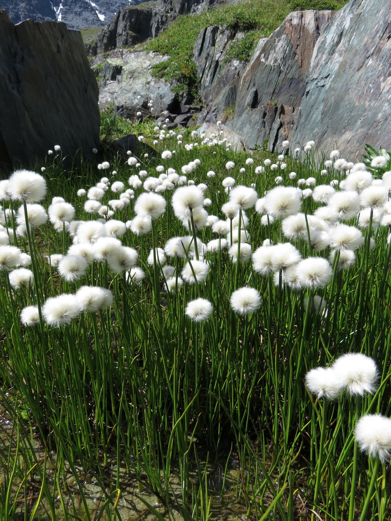 Изображение особи Eriophorum scheuchzeri.