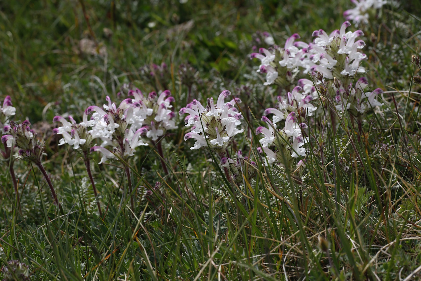 Изображение особи Pedicularis cheilanthifolia.