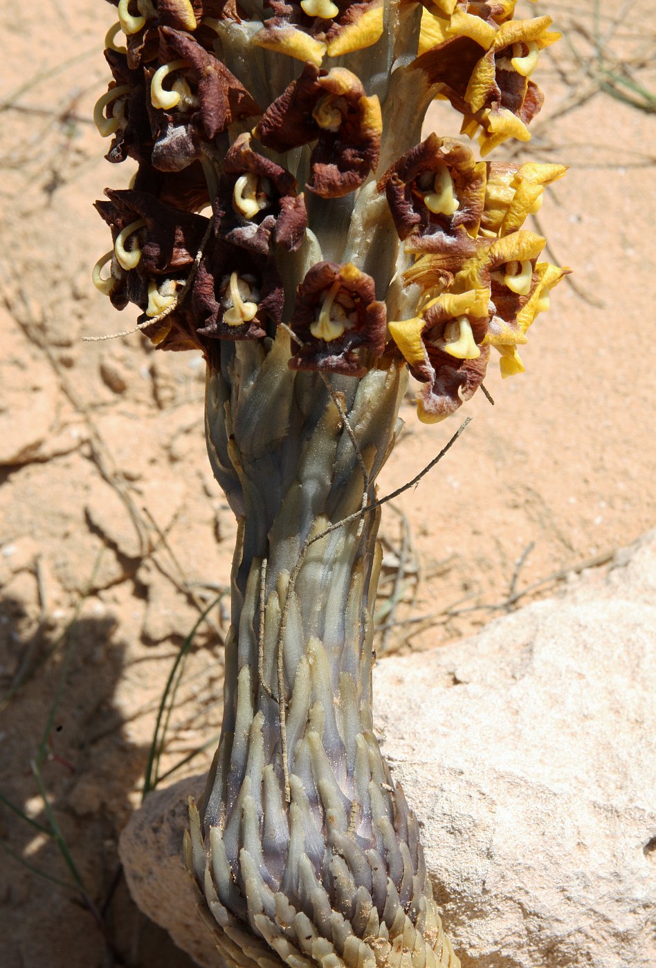 Image of Cistanche tubulosa specimen.