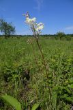 Filipendula vulgaris