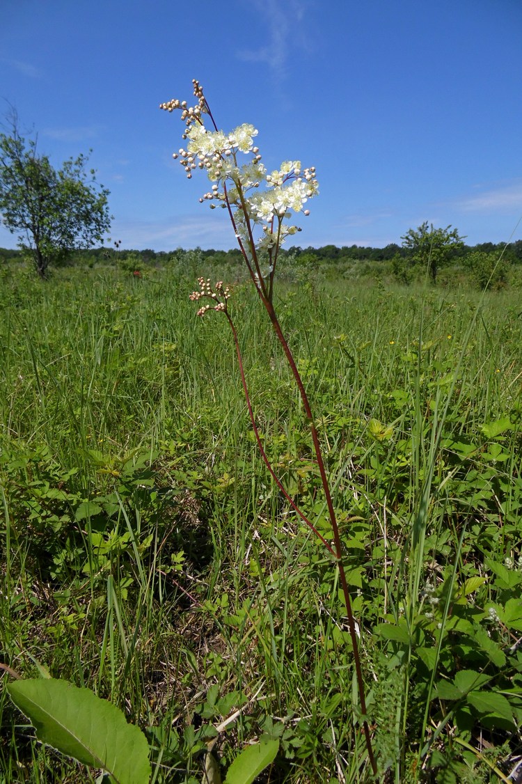 Image of Filipendula vulgaris specimen.