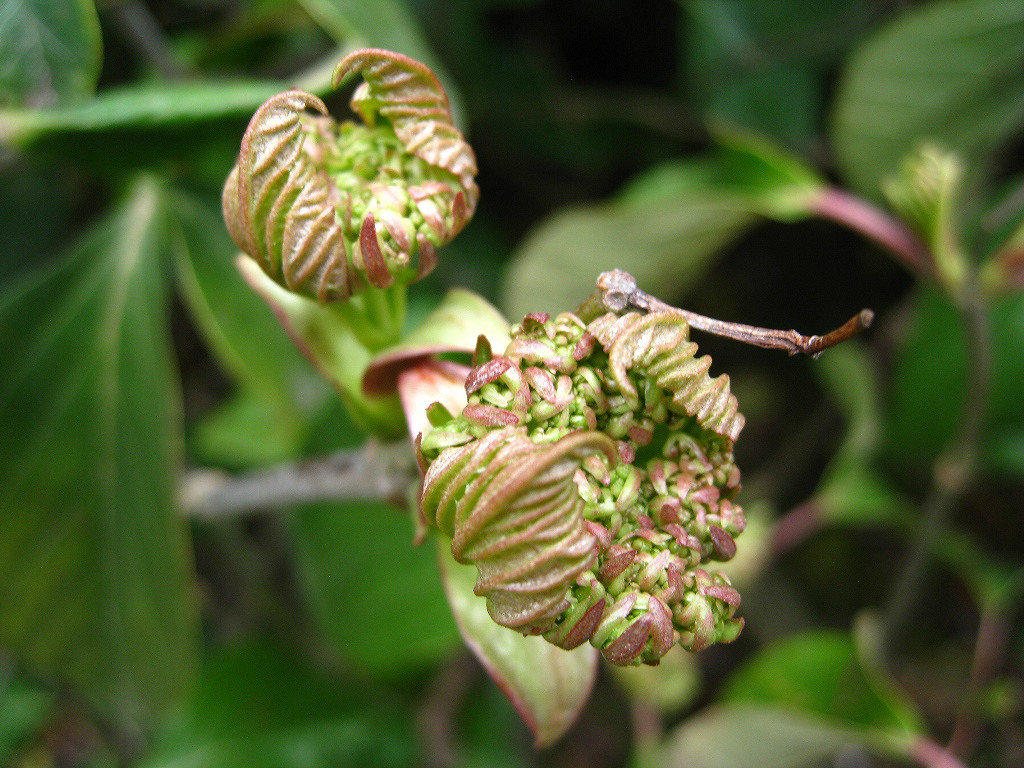 Изображение особи Viburnum suspensum.