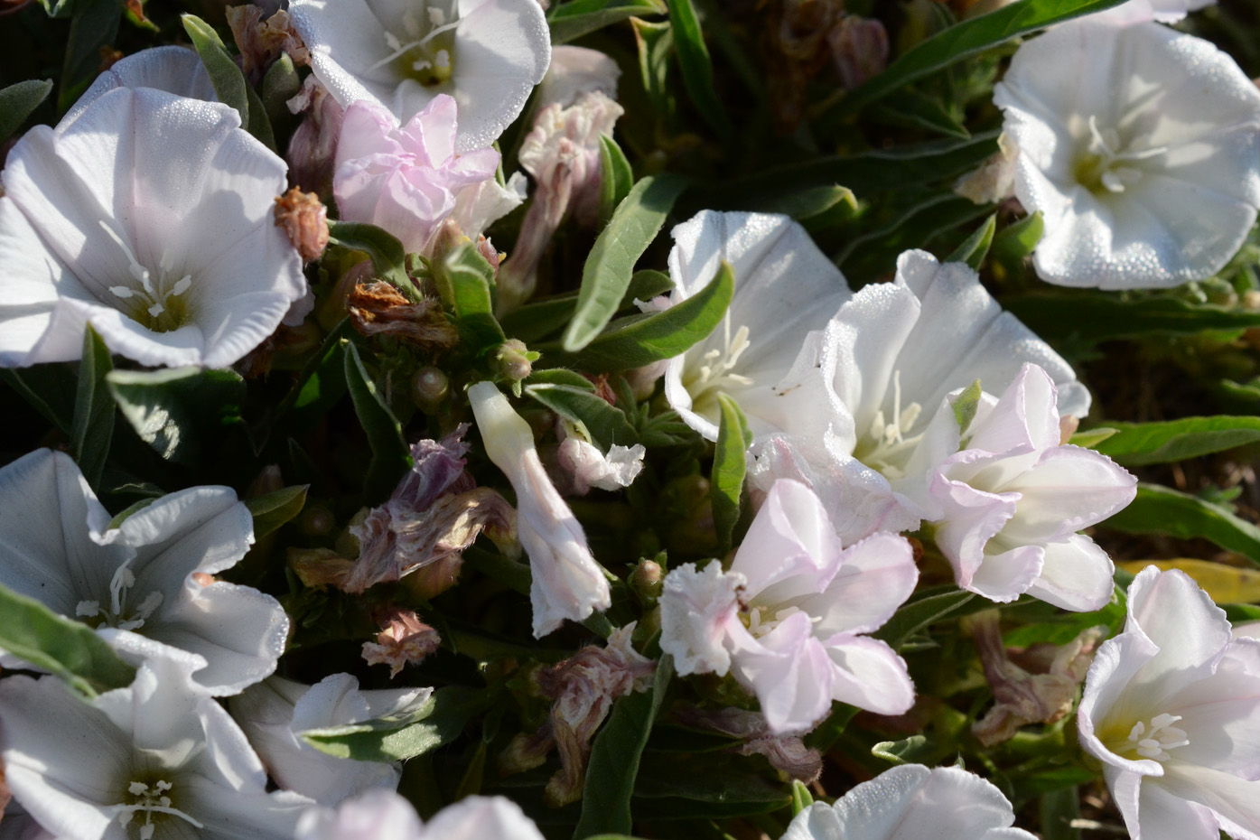 Изображение особи Convolvulus lineatus.