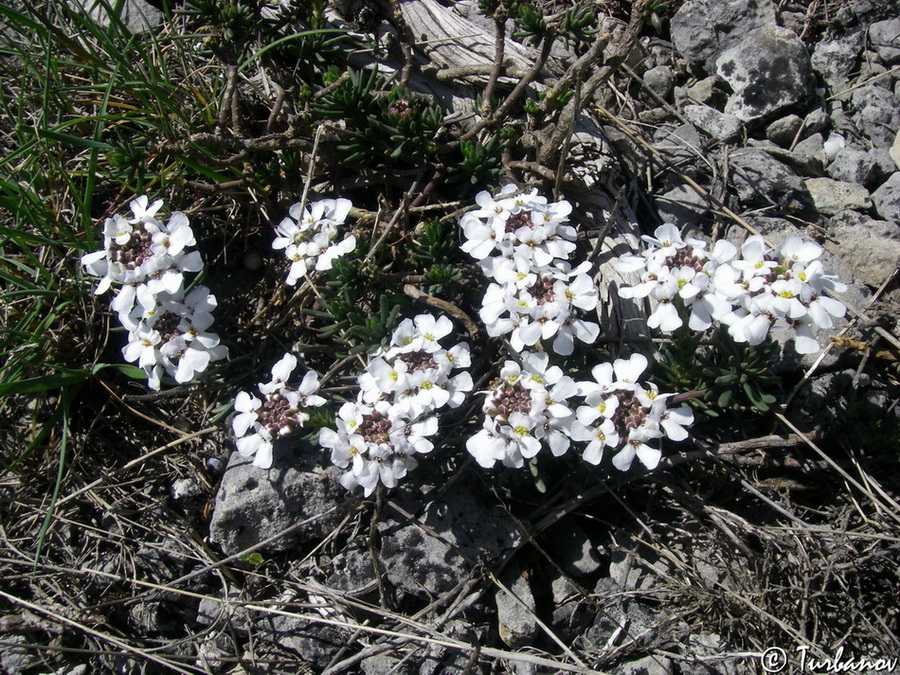 Изображение особи Iberis saxatilis.