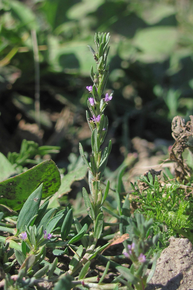 Image of Lythrum melanospermum specimen.