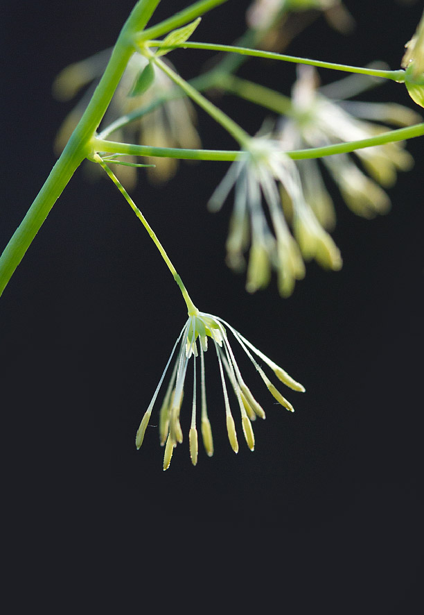 Image of Thalictrum minus specimen.