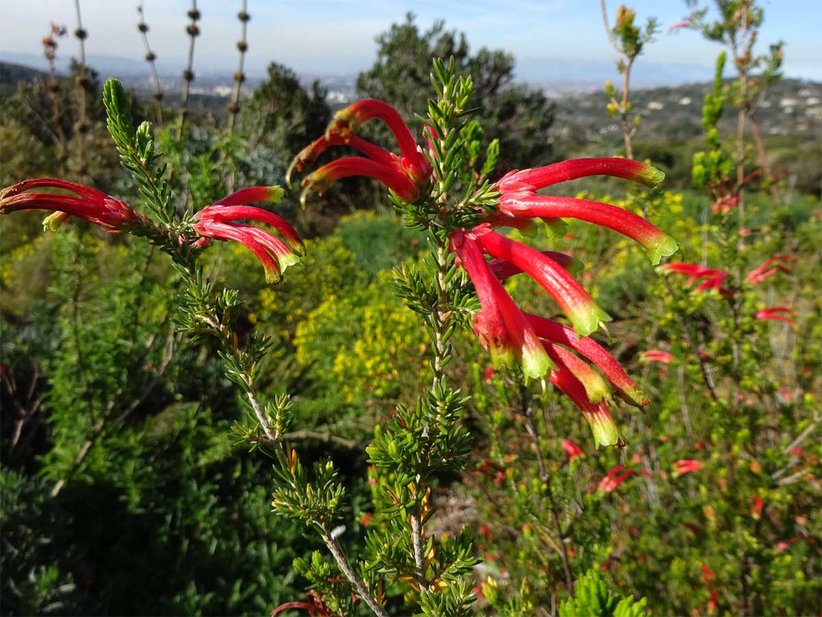 Image of Erica discolor specimen.