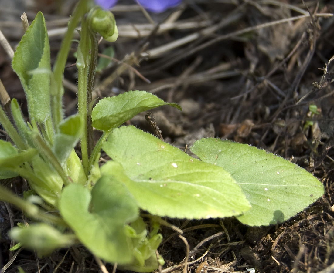 Image of Viola hirta specimen.