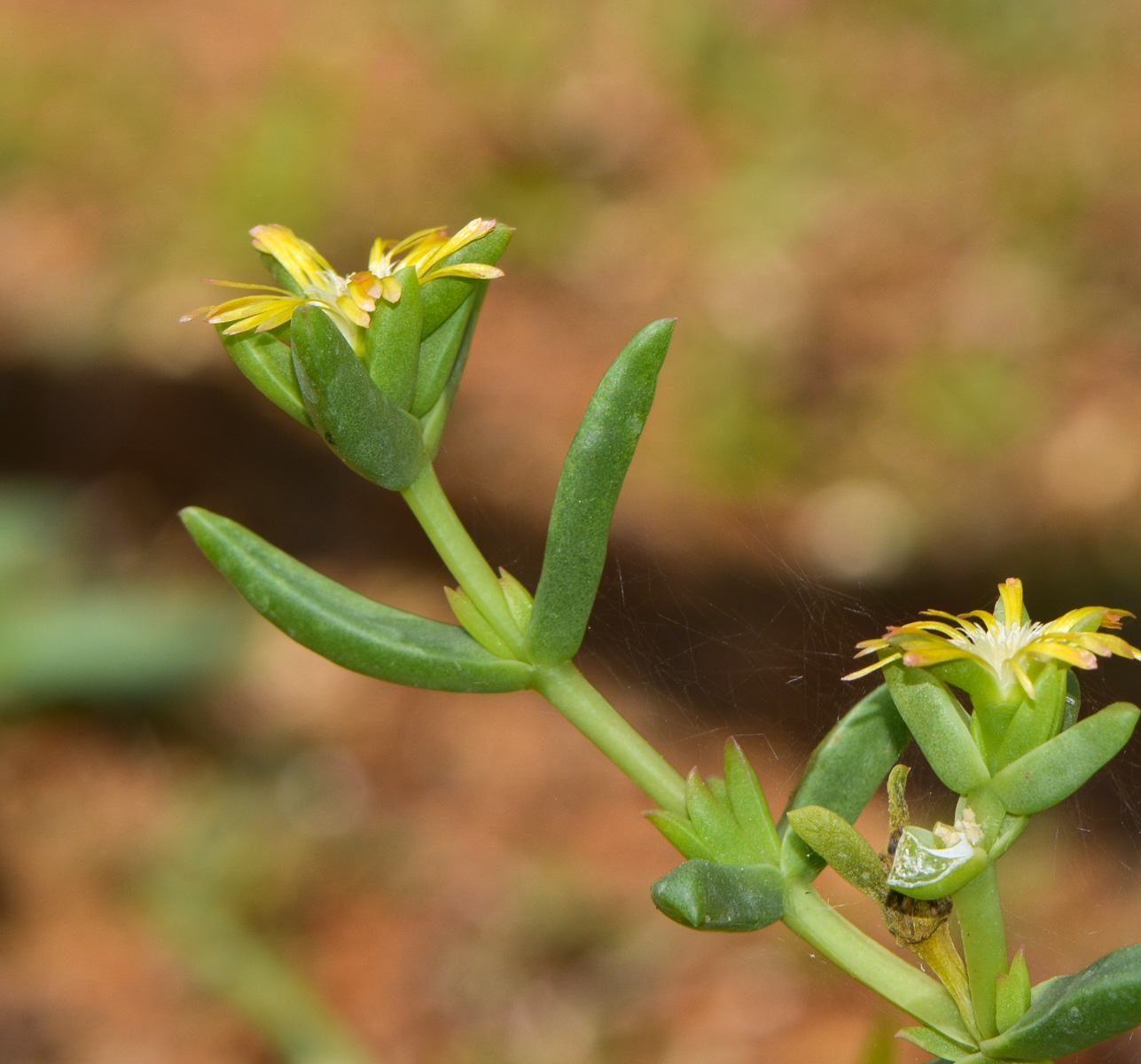 Image of Delosperma luteum specimen.