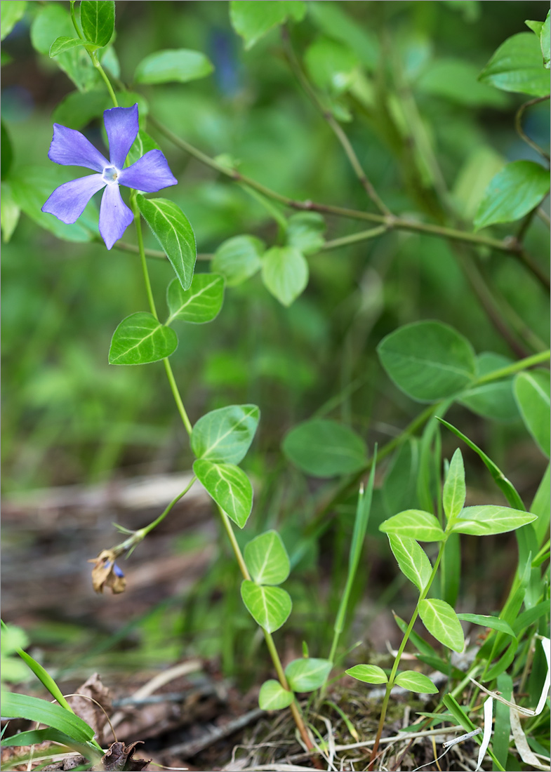 Изображение особи Vinca pubescens.