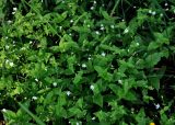 Stellaria bungeana