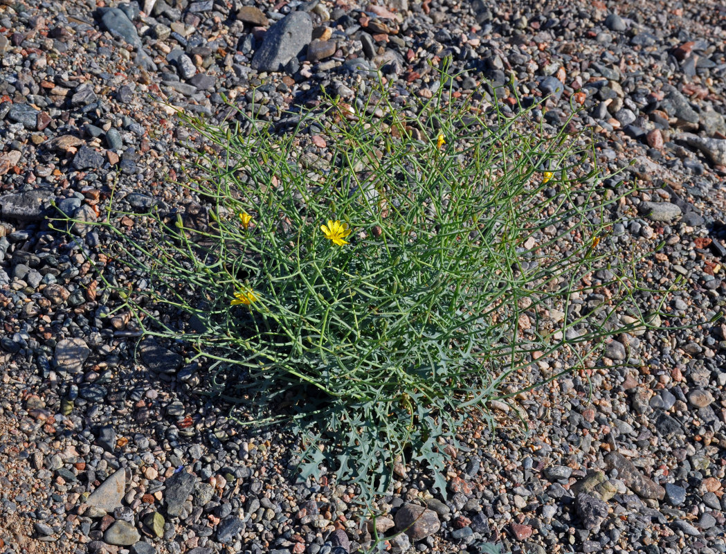 Image of Crepis flexuosa specimen.