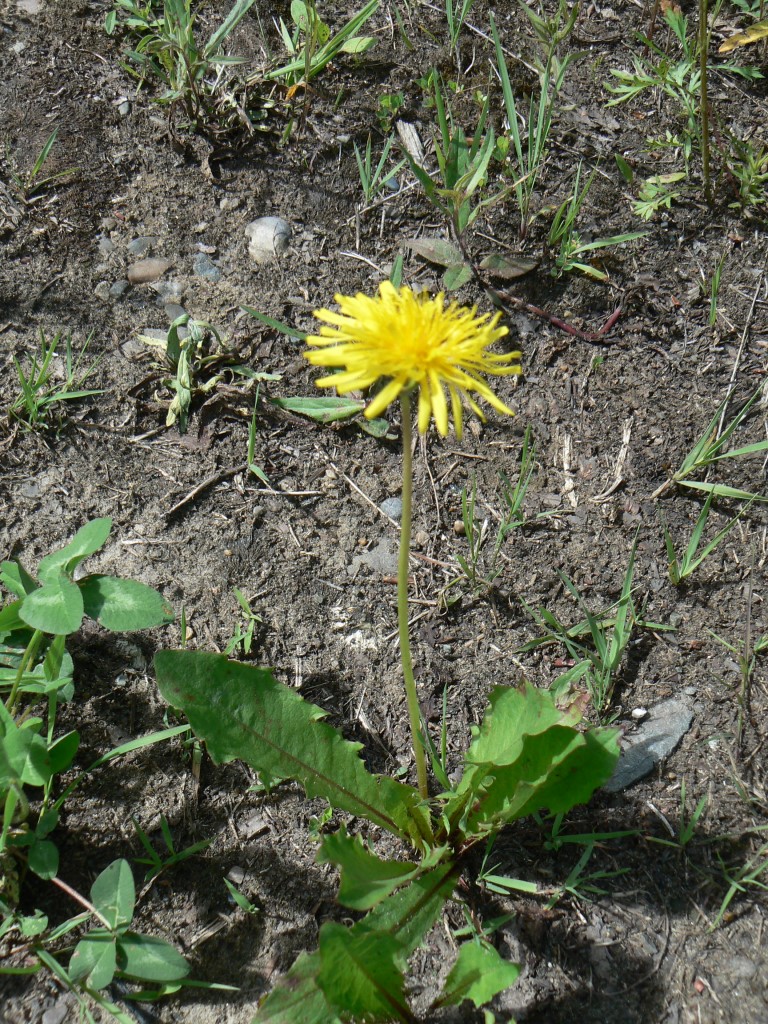 Image of Taraxacum mongolicum specimen.