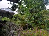 Philodendron bipinnatifidum. Верхушка взрослого растения. Малайзия, Куала-Лумпур, в культуре. 13.05.2017.