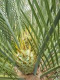 Macrozamia riedlei. Мегастробилы между черешками листьев. Израиль, Иудейские горы, г. Иерусалим, ботанический сад университета. 11.04.2018.