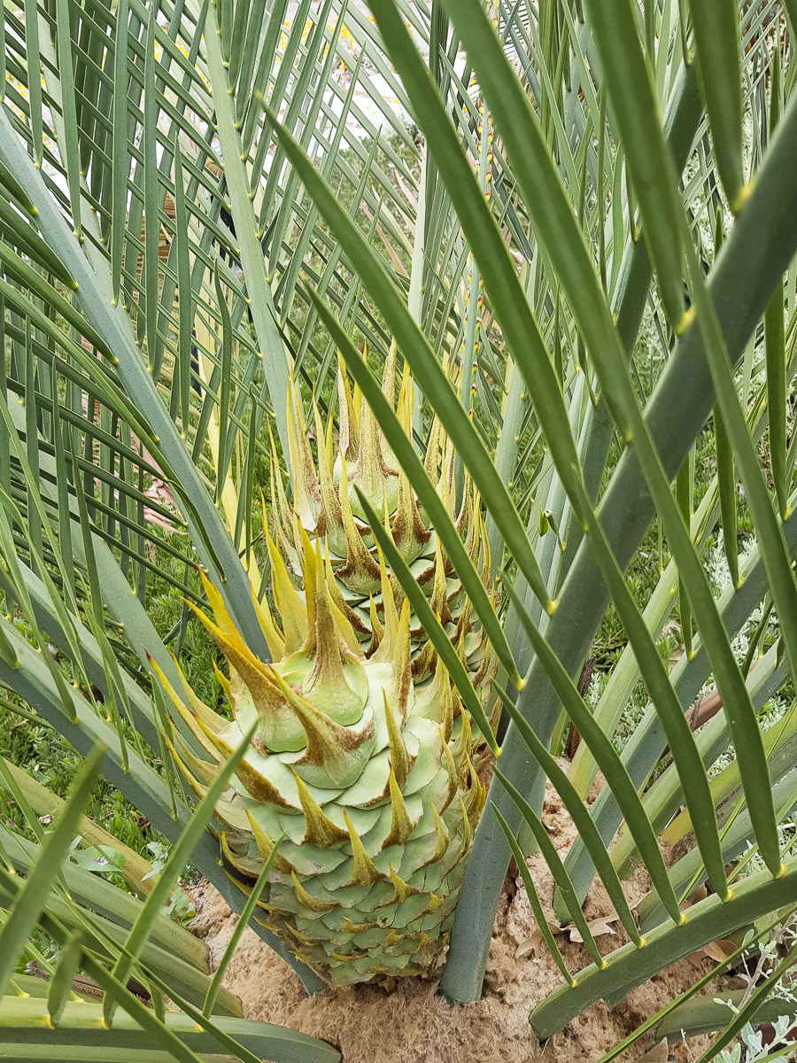 Image of Macrozamia riedlei specimen.