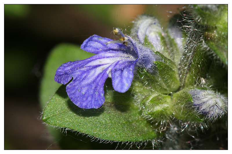 Изображение особи Ajuga reptans.