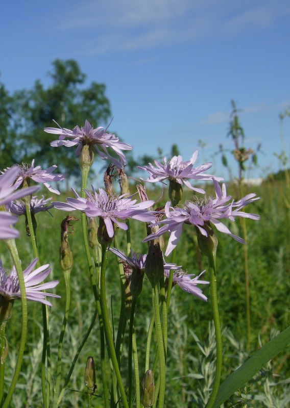 Image of Scorzonera purpurea specimen.