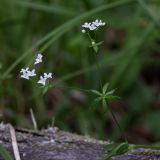 Galium uliginosum. Цветущая боковая веточка. Свердловская обл., окр. г. Заречный, урочище Черемшанское болото, окр. горы Хрустальная горка, край болота. 04.07.2018.