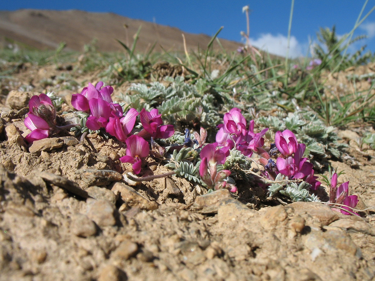 Image of genus Oxytropis specimen.