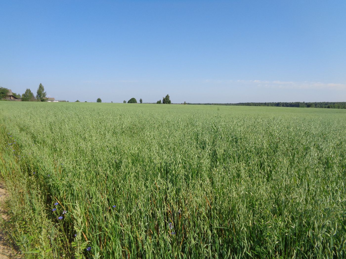 Image of Avena sativa specimen.