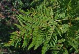 Pteridium pinetorum. Верхушка вайи. Московская обл., Орехово-Зуевский р-н, окр. дер. Красная Дубрава, долина р. Клязьма, опушка сосняка. 26.08.2018.