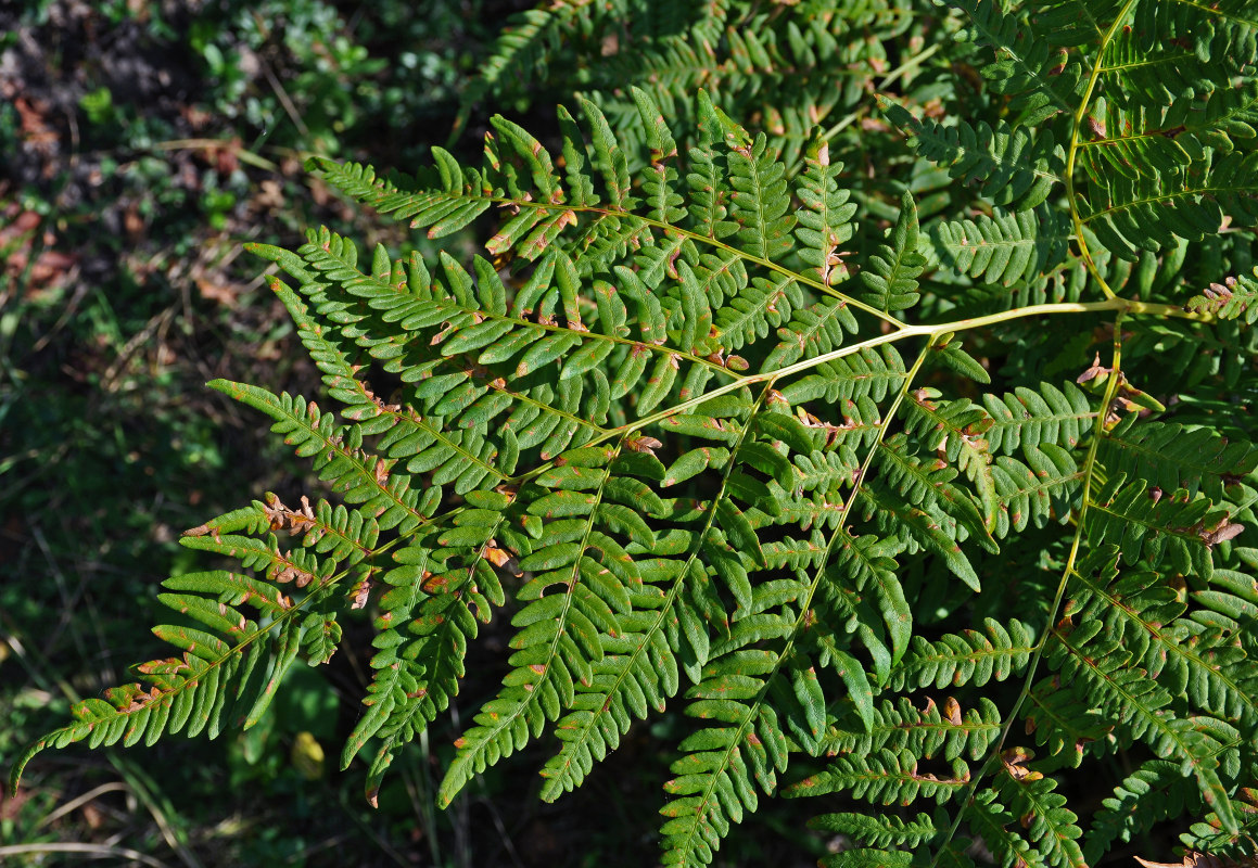 Image of Pteridium pinetorum specimen.