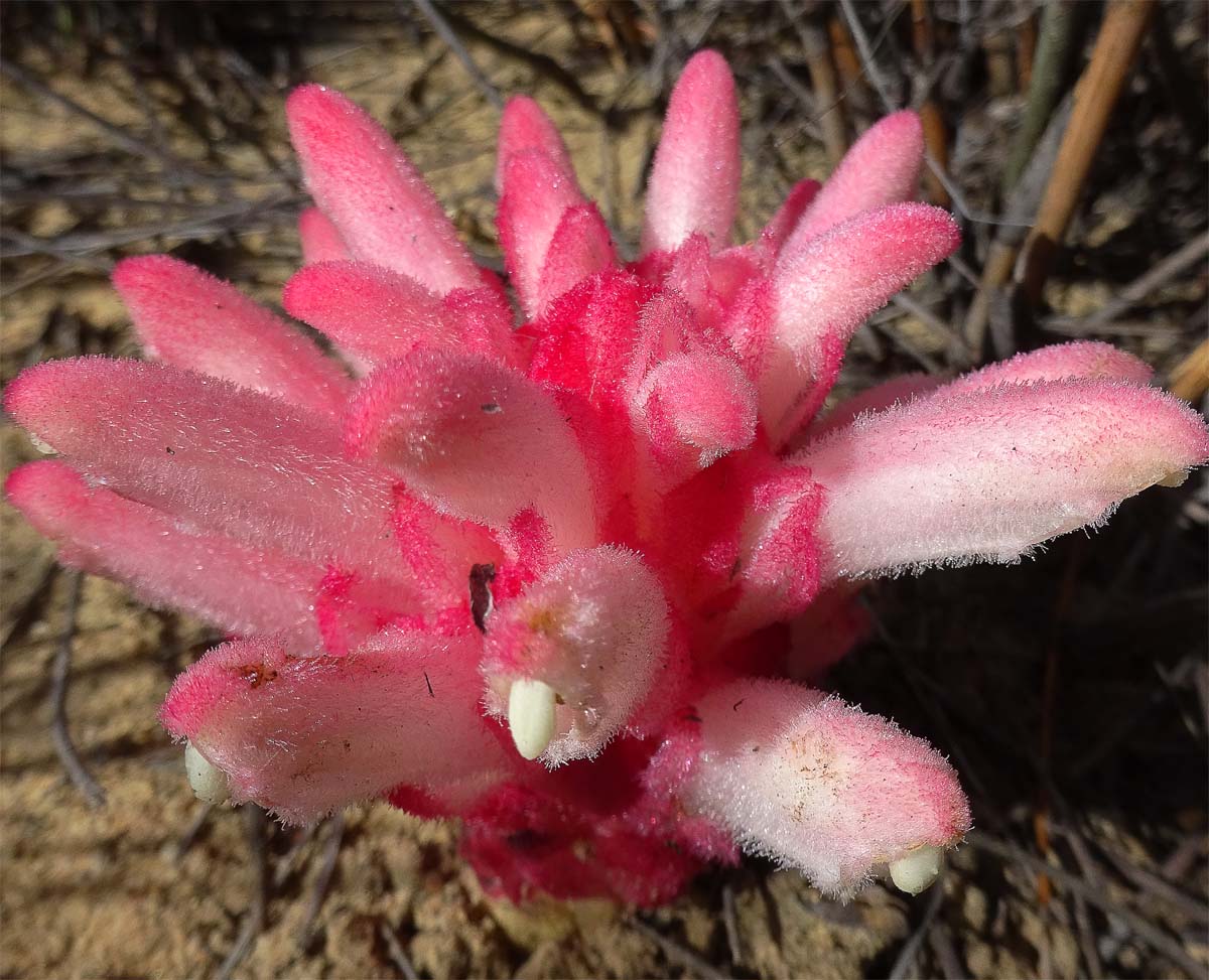 Изображение особи Hyobanche sanguinea.