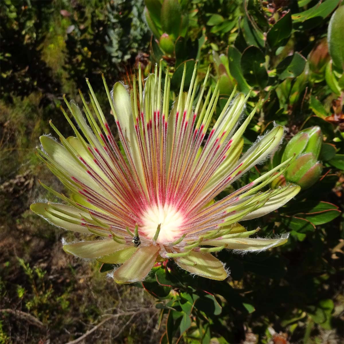 Изображение особи Protea aurea.