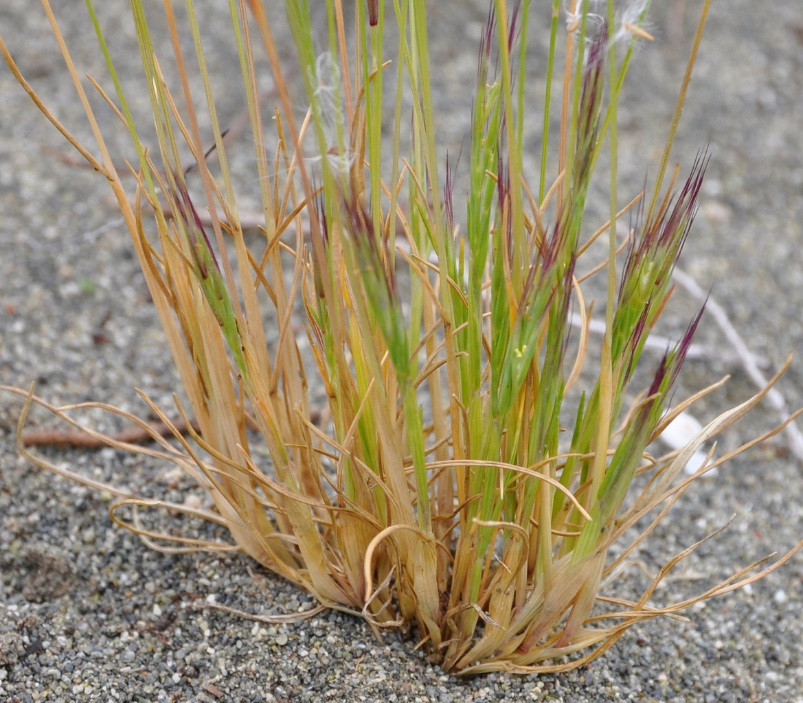 Image of genus Vulpia specimen.