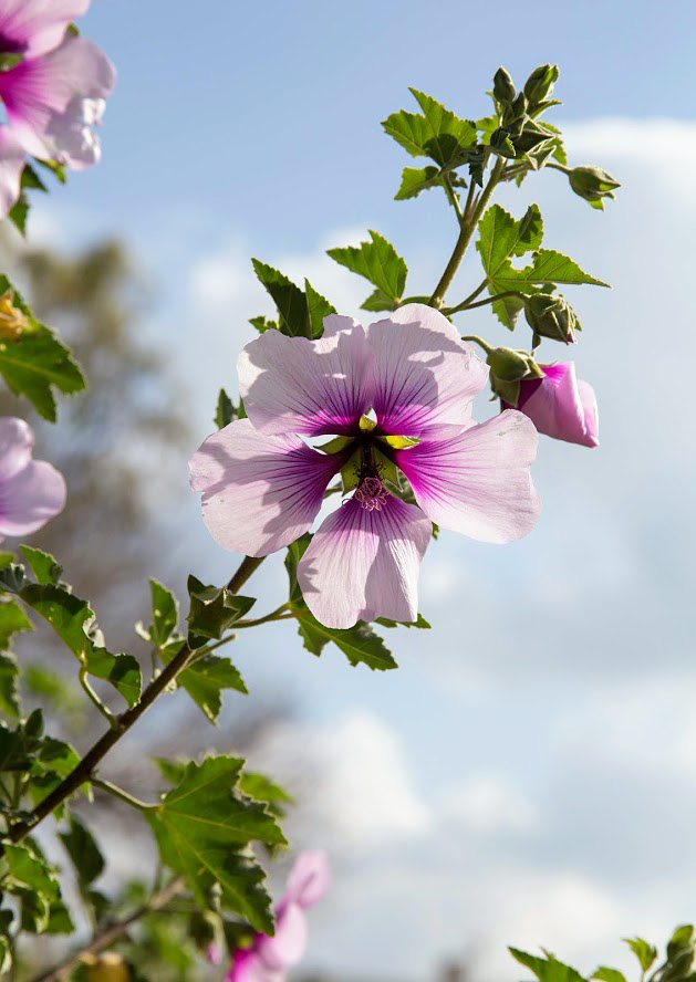 Image of Malva subovata specimen.