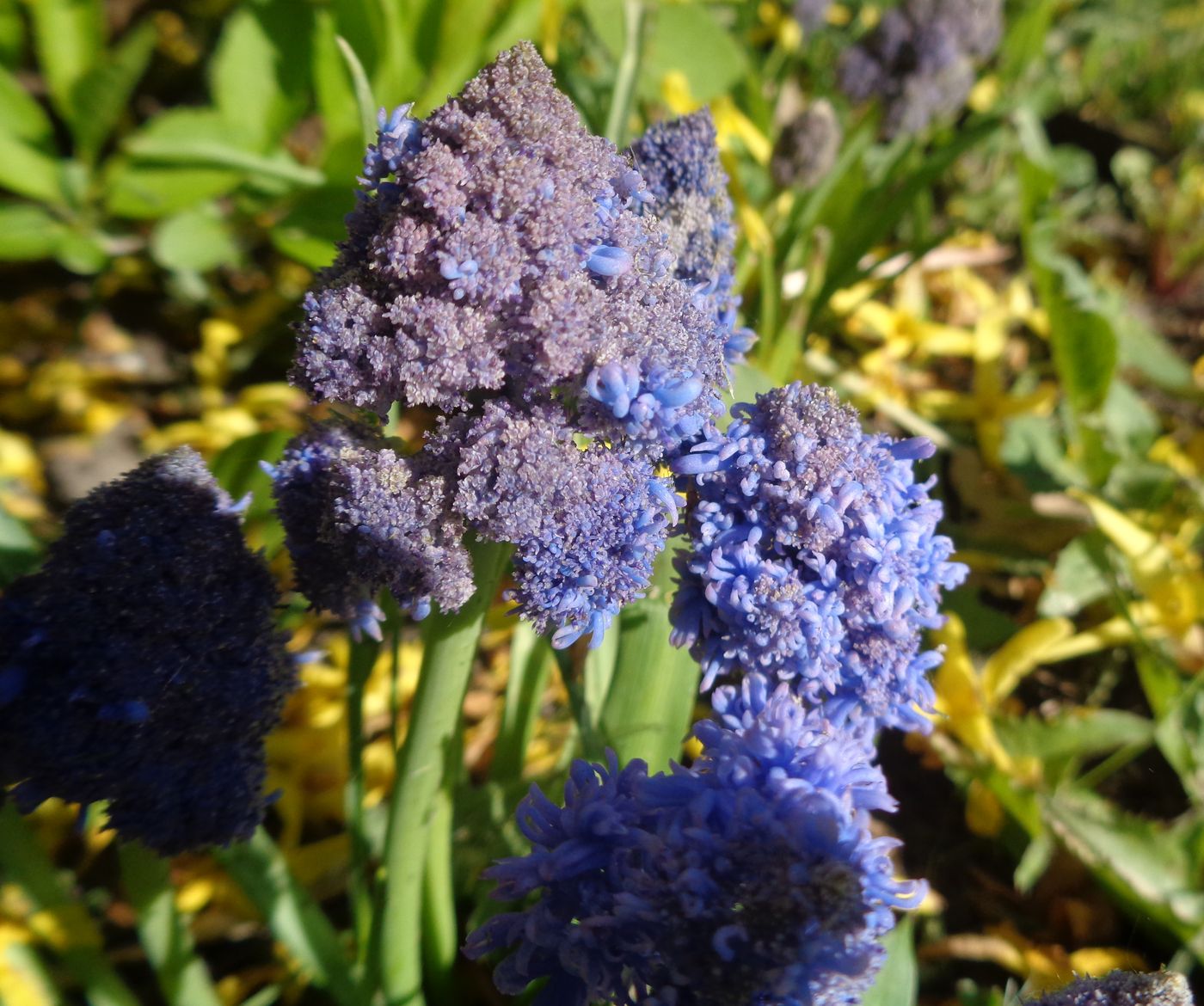 Image of Muscari armeniacum specimen.