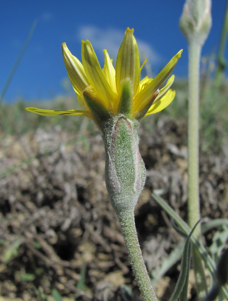 Image of Scorzonera czerepanovii specimen.