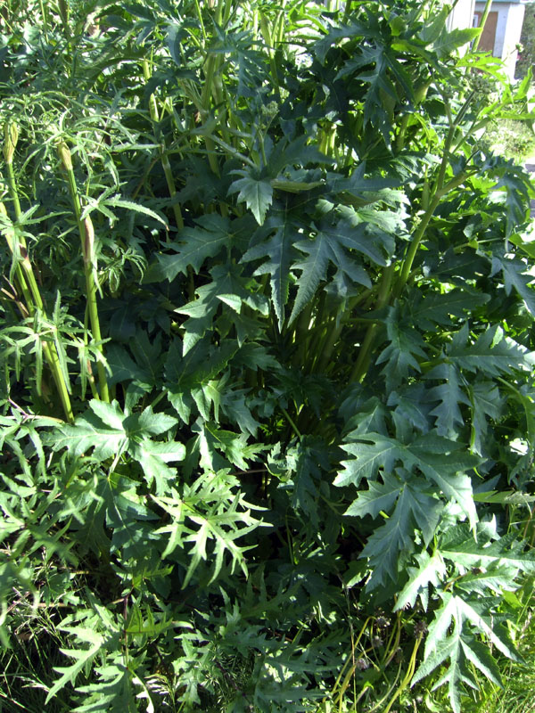 Изображение особи род Heracleum.