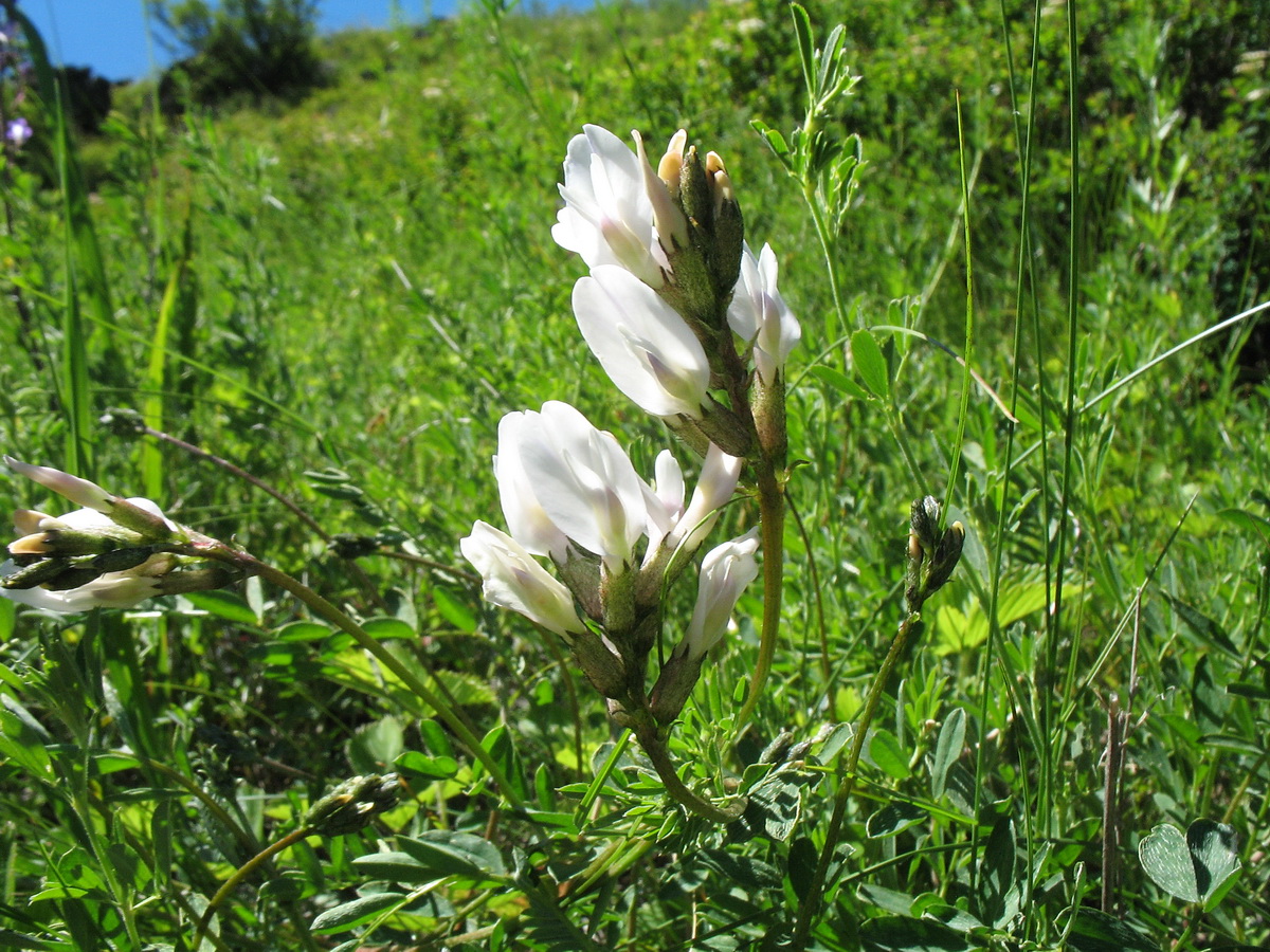 Изображение особи Astragalus pycnolobus.