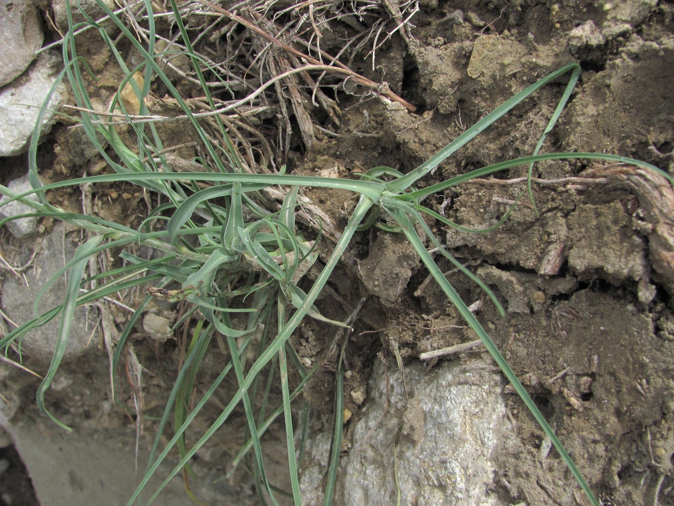 Image of genus Tragopogon specimen.